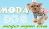 Moda Dog